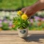 Bracteantha – Dreamtime® Jumbo Yellow – 4.5″ Pot